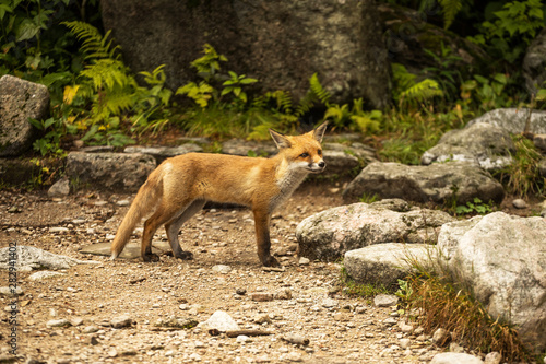 young fox. wild animal photo