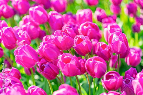 Bright pink tulips in field  under sun.
