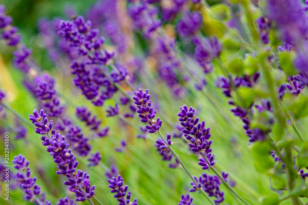 Fototapeta premium Lavender blooms in the garden. Aromatic and medicinal plants in the garden. Purple and blue lavender flowers. Natural background of lavender plants.