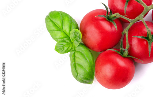 Branch of ripe tomatoes and basil bush