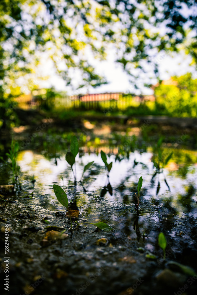 Fototapeta premium Reflection