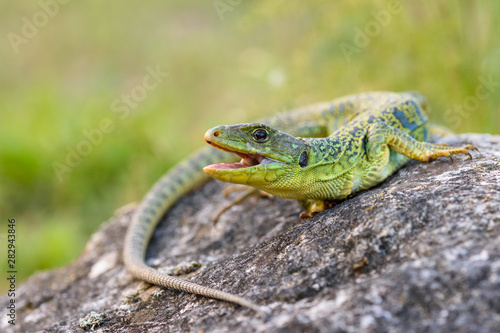 The ocellated lizard or jewelled lizard (Timon lepidus)