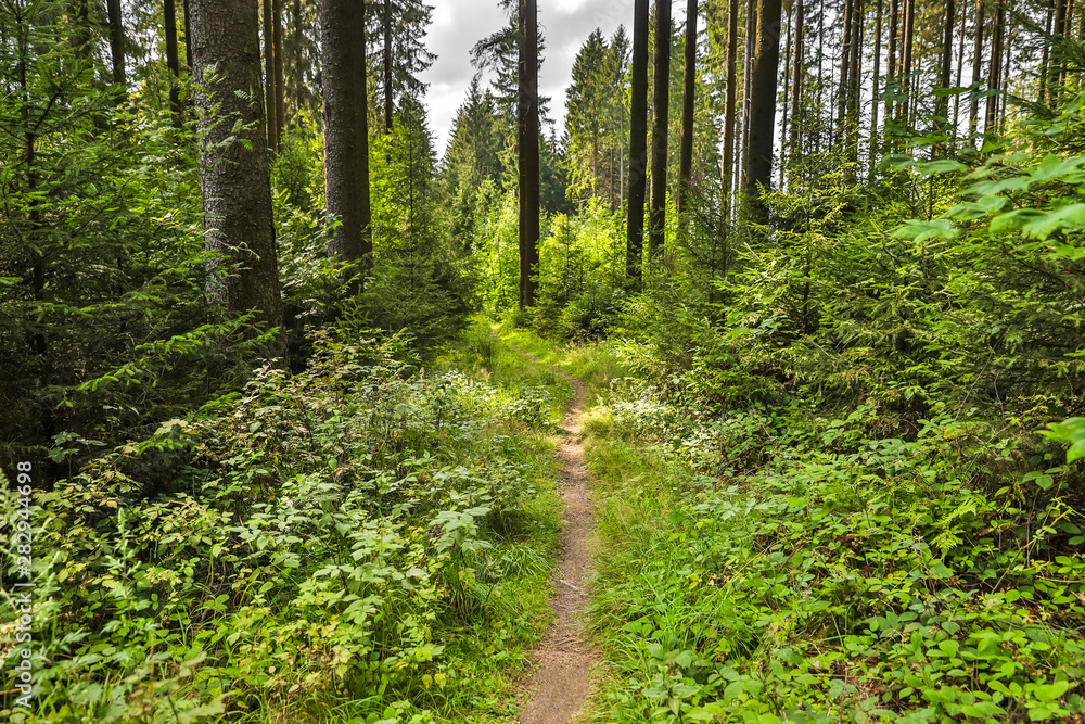 single forest path single forest path