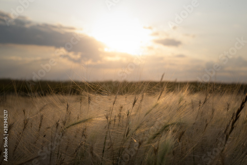 Grass on a field in a sunset rays abstract background.