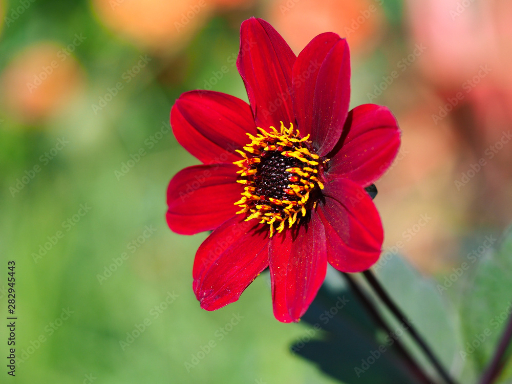 Beautiful red dahlia flower, variety Bishop of Auckland Beautiful red dahlia flower, variety Bishop of Auckland