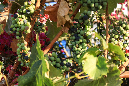 Uvas de colores viñedo de Valle de Guadalupe, México