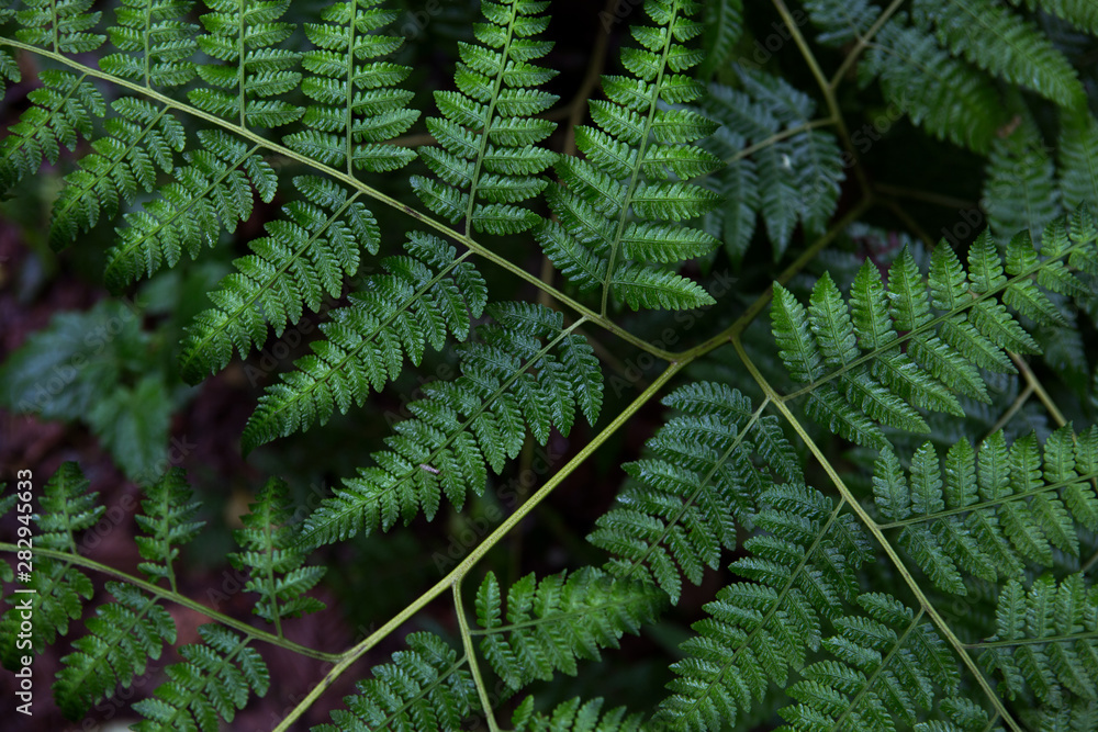 Fern leaves Fern leaves