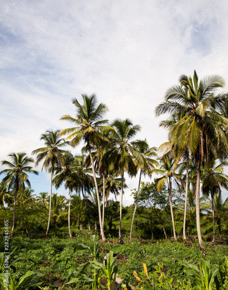 Palm trees Palm trees