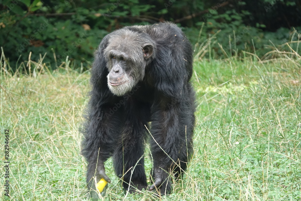 Chimpanzé Chimpanzé
