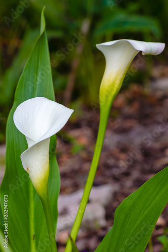 White Calla lily (Zantedeschia aethiopica, Arum lily, Varkoor) in garden