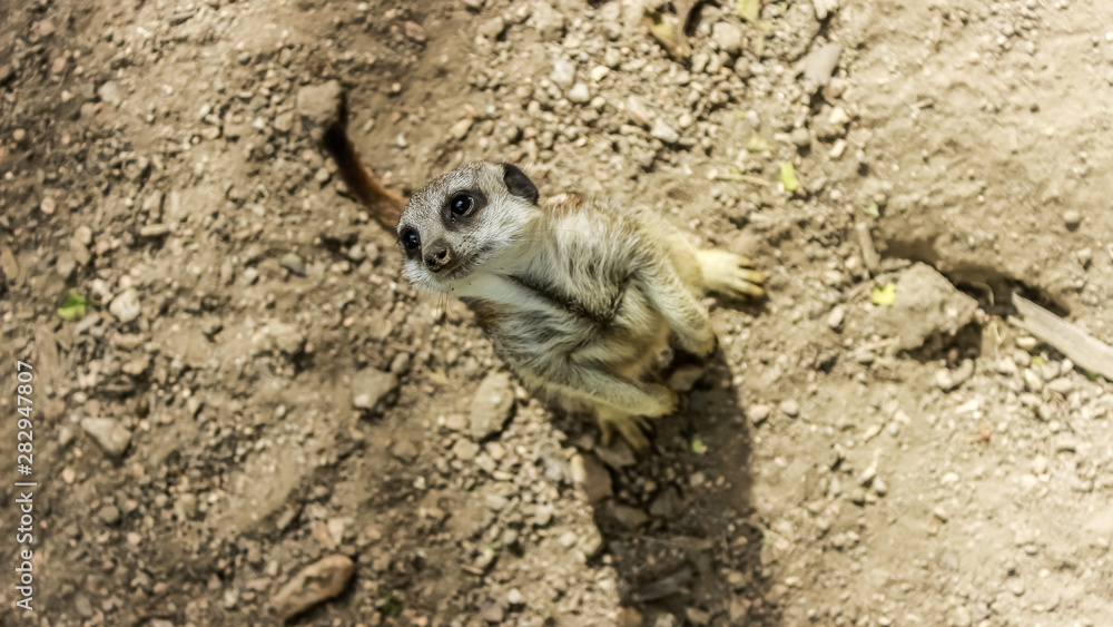 Obraz premium Meerkat 