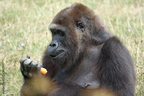 Gorille avec une carotte dans la main © JC DRAPIER