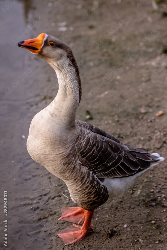 Obraz premium Grey Goose