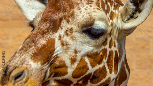 portrait of giraffe