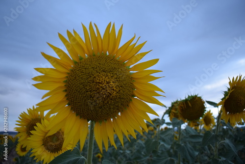 Flor de girasol sobre fondo cielo azul