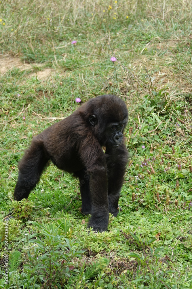 Très jeune bébé gorille