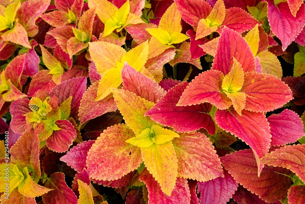 autumn leaves background autumn leaves background