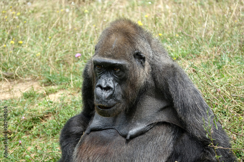 vieille gorille femelle © JC DRAPIER