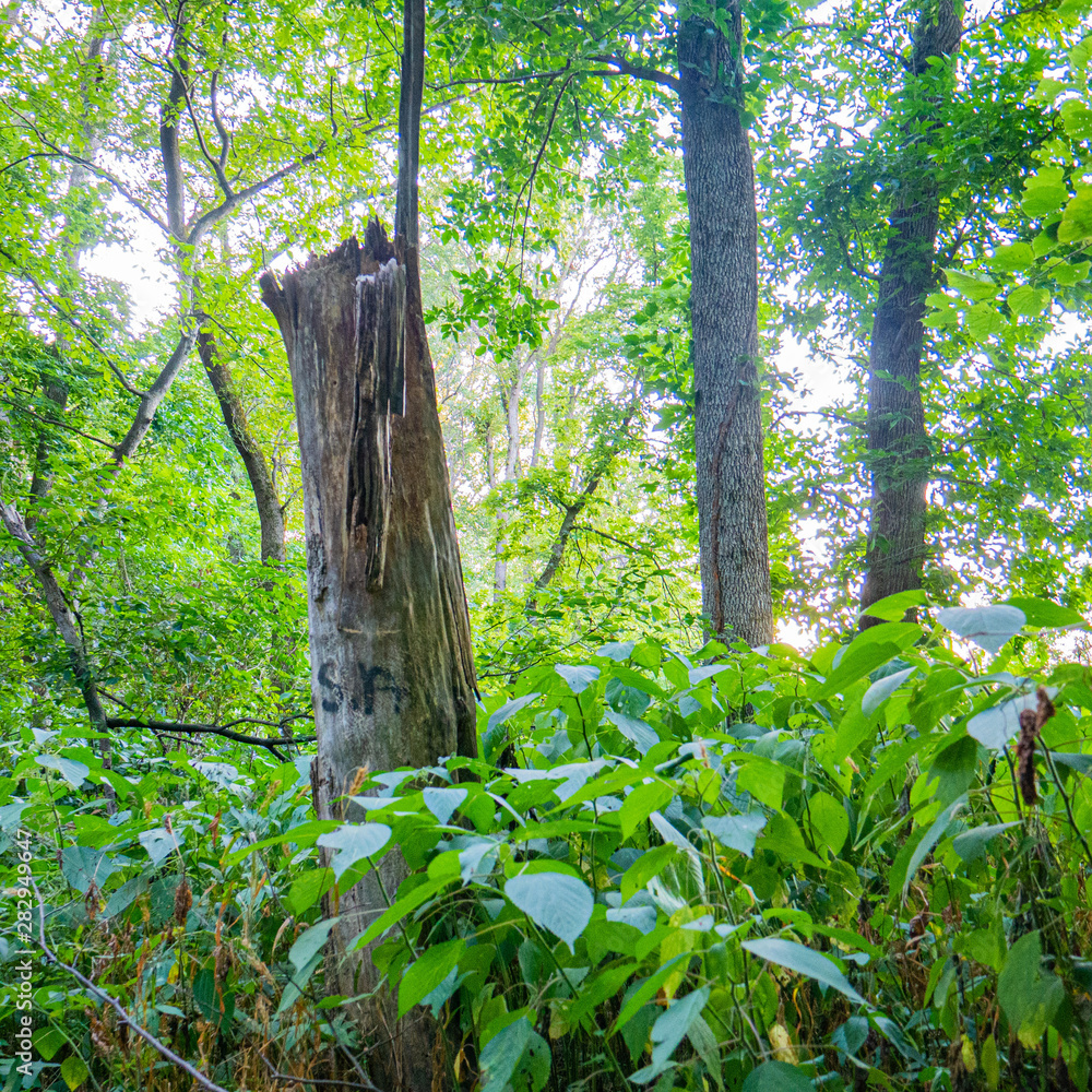 Fototapeta premium forest