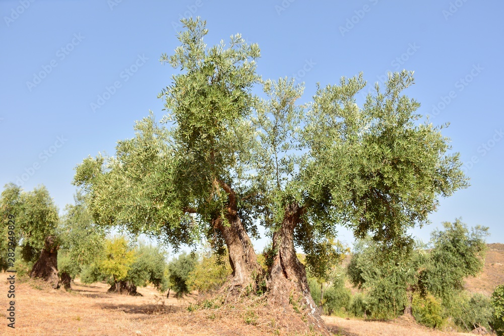 Fototapeta premium Olivos en un olivar de un campo de Andalucía, España