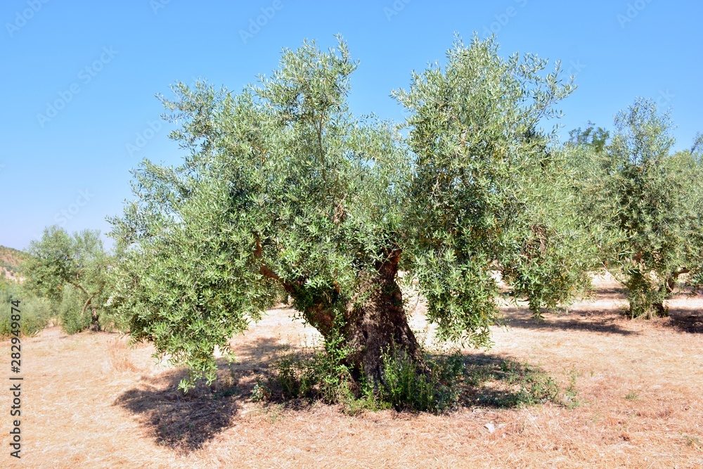 Fototapeta premium Olivos en un olivar de un campo de Andalucía, España