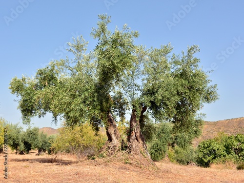 Olivos en un olivar de un campo de Andalucía, España