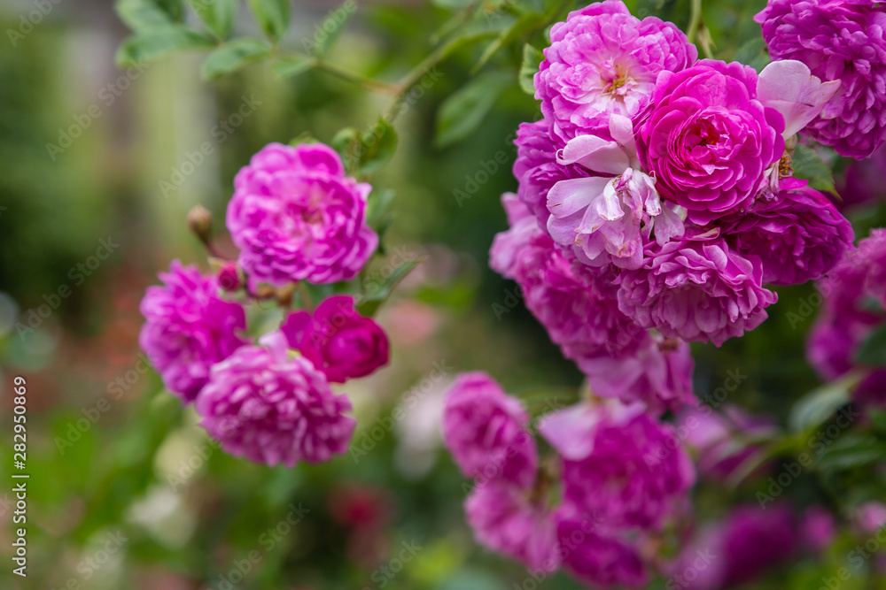 Beautiful purple climbing rose in the garden. Blooming rosa flowers and leaves in natural background. Floral background. Beautiful purple climbing rose in the garden. Blooming rosa flowers and leaves in natural background. Floral background.