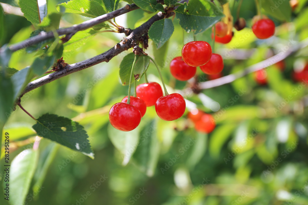 Scarlet wild cherry berries on branch on sunny day