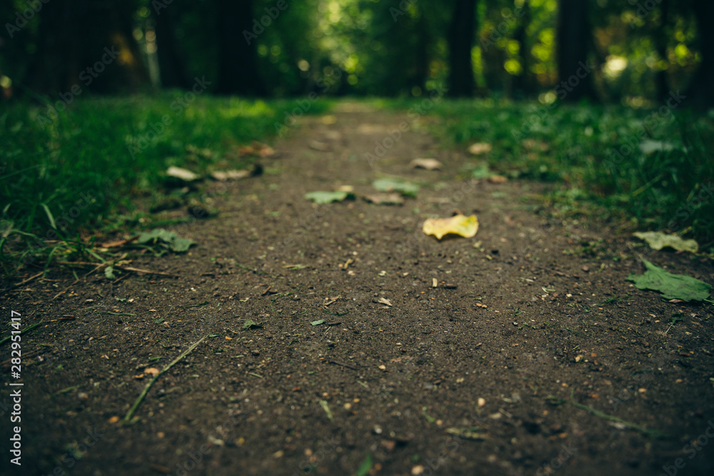 Fototapeta premium soft focus forest trail with falling leaves in early autumn season in September and unfocused blurred natural green background wallpaper picture, copy space for text 