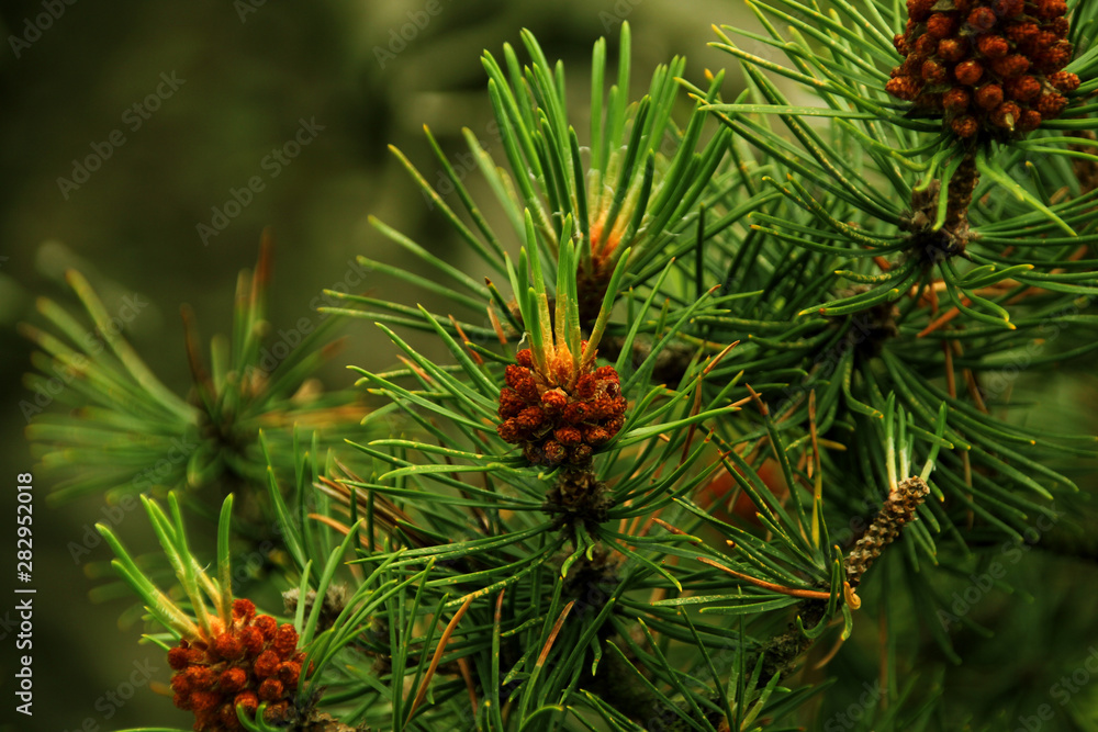 Flowering branches of pine, with cones and green needles on a blurred natural background Flowering branches of pine, with cones and green needles on a blurred natural background