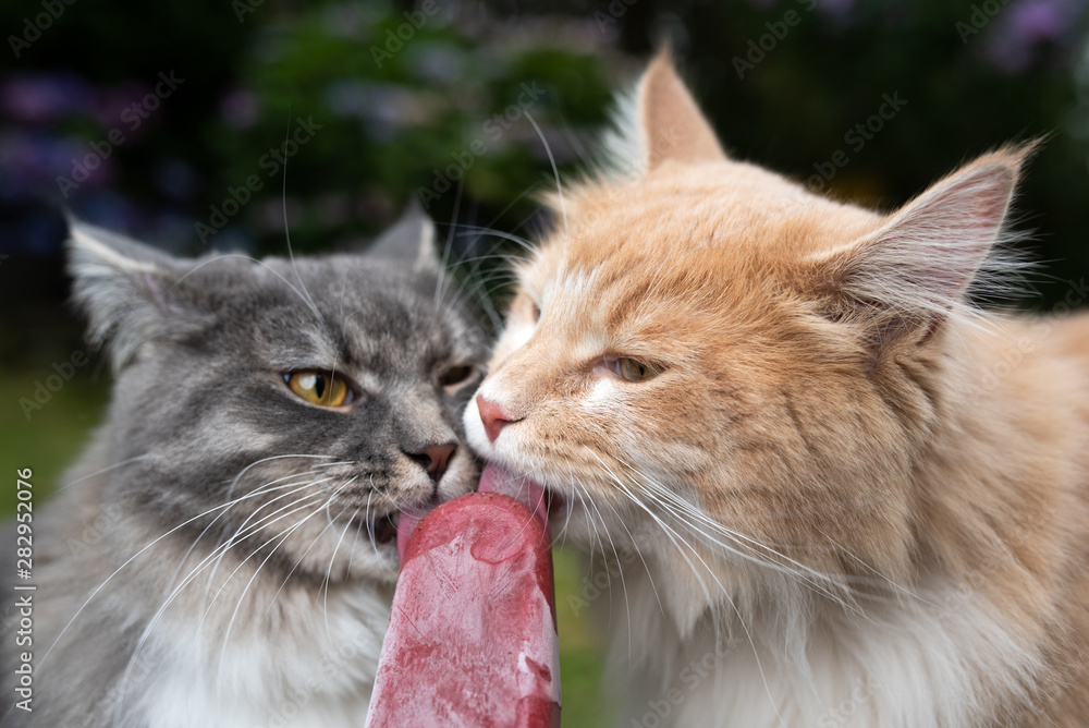 heatwave 2019: two young maine coon cats licking homemade chicken tuna popsicle ice cream outdoors in nature on a hot summer day heatwave 2019: two young maine coon cats licking homemade chicken tuna popsicle ice cream outdoors in nature on a hot summer day