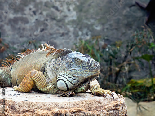 A large adult iguana with different colours lies on a rock  the right leg behind