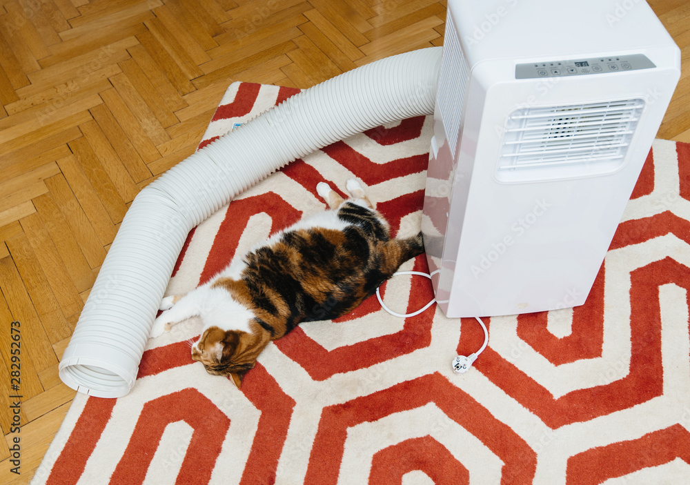 Cat inspecting unboxed new portable air conditioner unit AC during hot summer in living room - obrazy, fototapety, plakaty 
