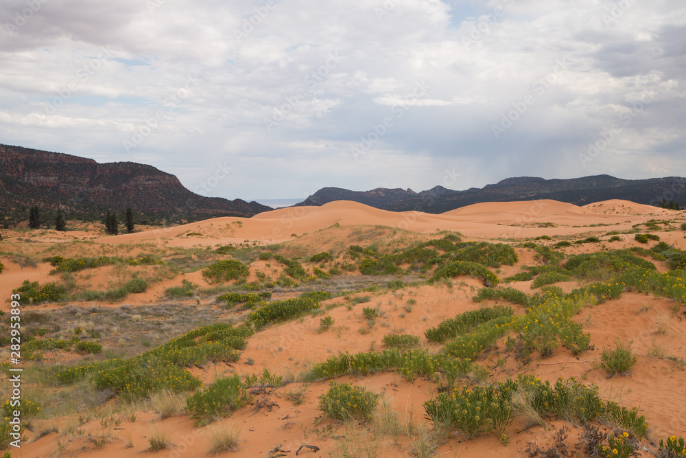 Pink coral sand dunes