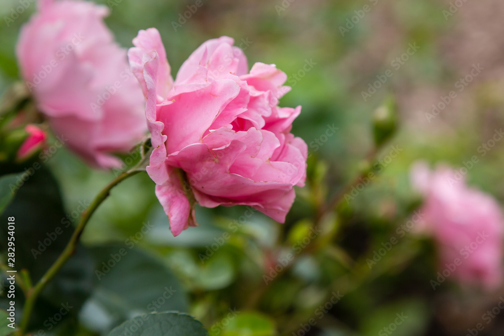 Beautiful pink roses close up in the garden. Blooming rosa flowers and leaves in natural background. Floral background.