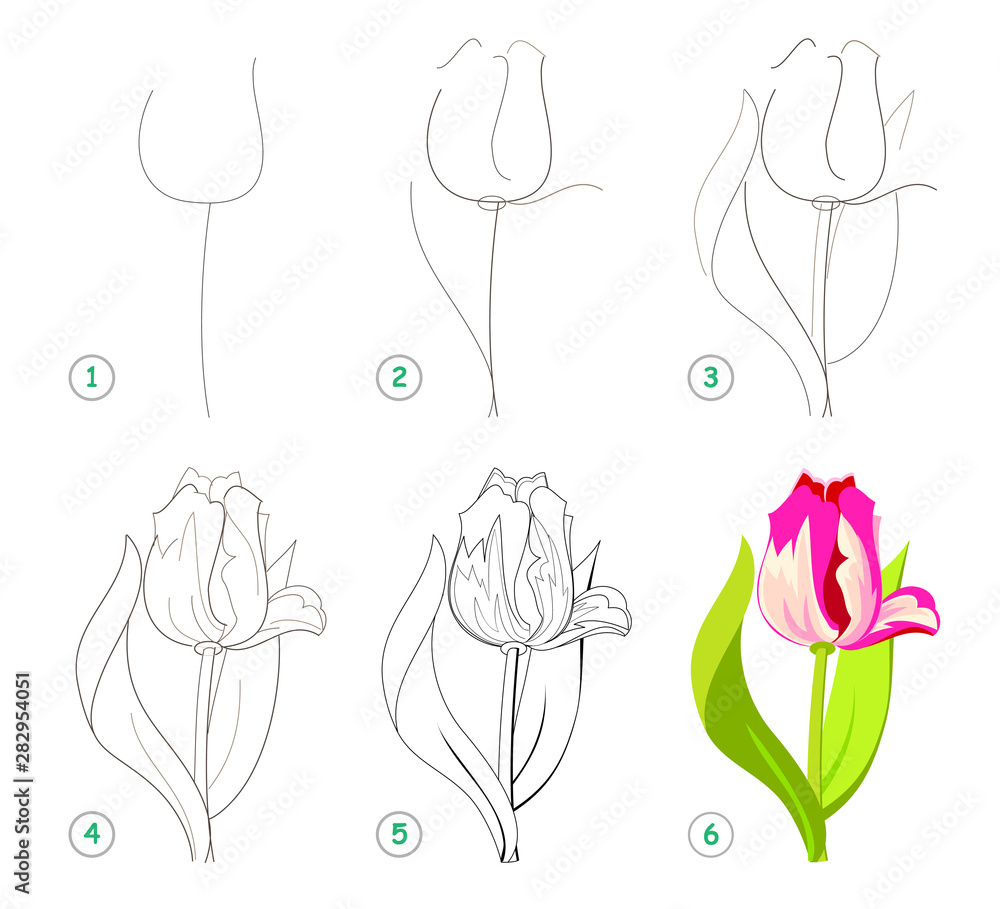 Page shows how to learn step by step to draw beautiful flower tulip.  developing children skills for drawing and coloring. printable worksheet  for kids. vector cartoon image. stock vector | adobe stock
