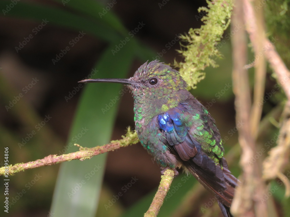 Young hummingbird