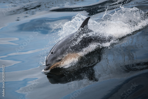 Photos Dolphin Swimming in Milford Sound, New Zealand, Tourism, Nature, Fiordland