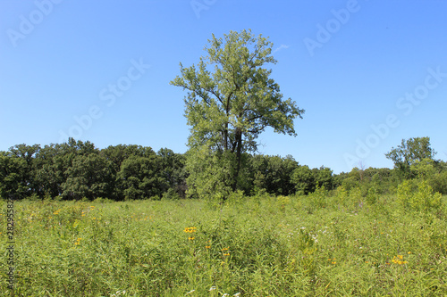 Tall cottonwood tree in the center of a meadow at Somme Prairie Nature Preserve in summer photo