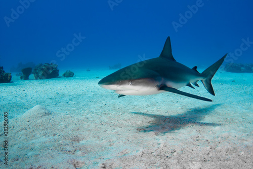 A beautiful Caribbean Reef Shark patrols the waters of the Turks and Caicos Islands in the Caribbean for a meal. 