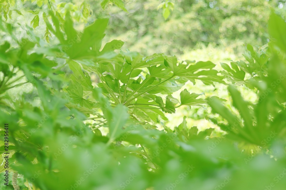 Obraz premium FOLLAJE DE HOJAS VERDES DE PLANTAS CON EL REFLEJO DEL SOL, hojas, follaje, verde, naturaleza, huerta, fresco, hierba, verduras, césped, frescor