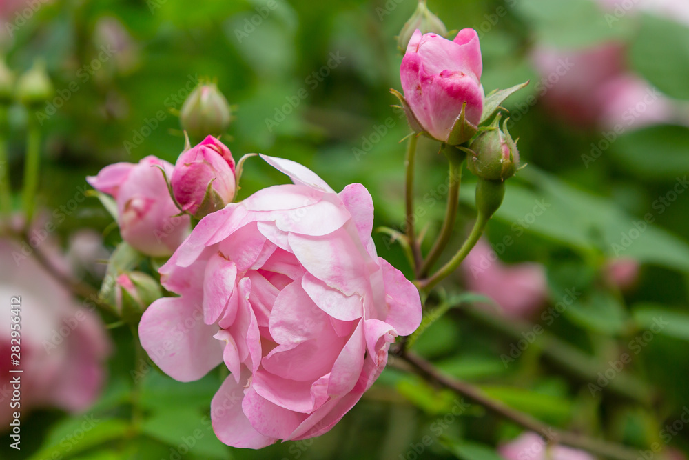 Beautiful pink roses in the garden. Blooming rosa flowers and leaves in natural background. Floral background.