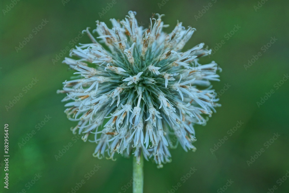 one white round bud of wild onions on a green stem in the forest one white round bud of wild onions on a green stem in the forest