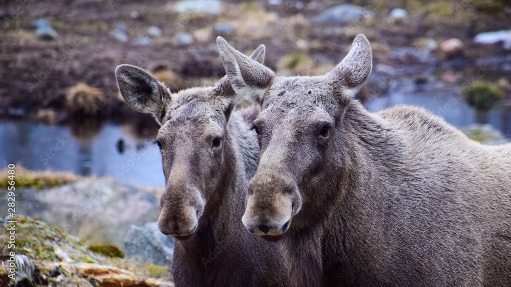 Two wild moose