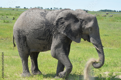 Elefante