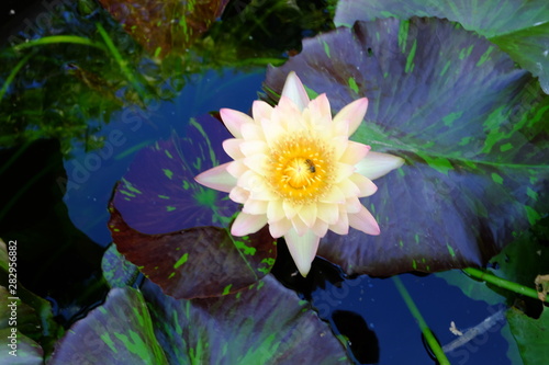 beautiful lotus flower or water lily in pond