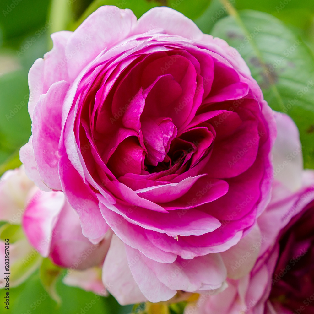 Obraz premium Beautiful purple roses in the garden. Blooming rosa flowers and leaves in natural background. Floral background.
