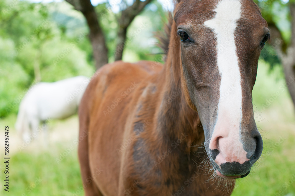 Fototapeta premium white mare with chestnut foliage in the mountains of a beautiful sunny day