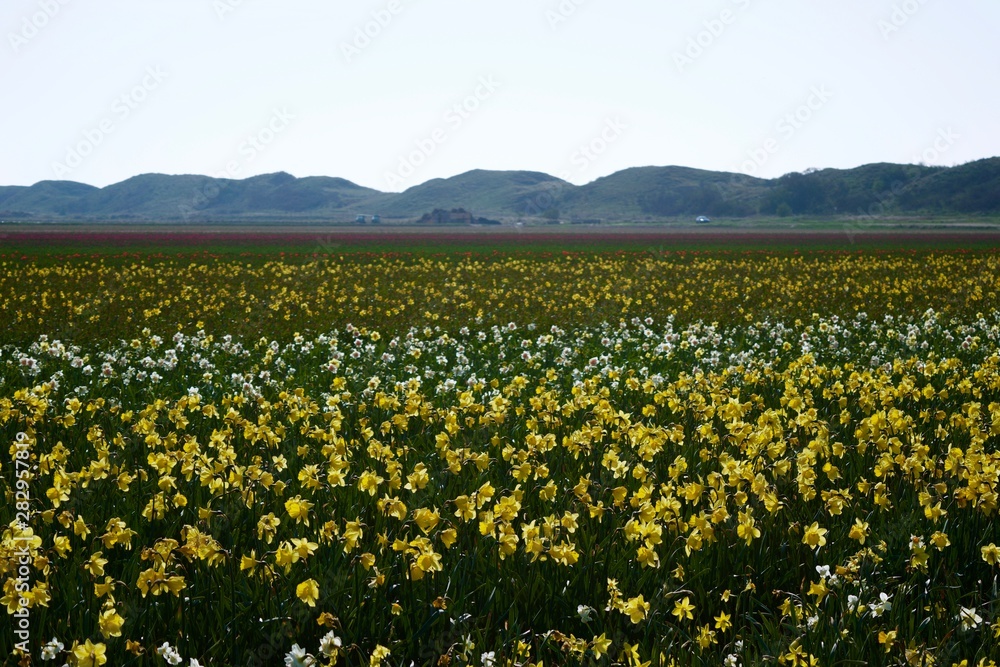 field of yellow flowers