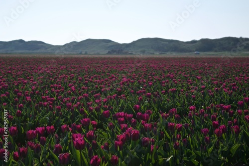 tulip field with hills